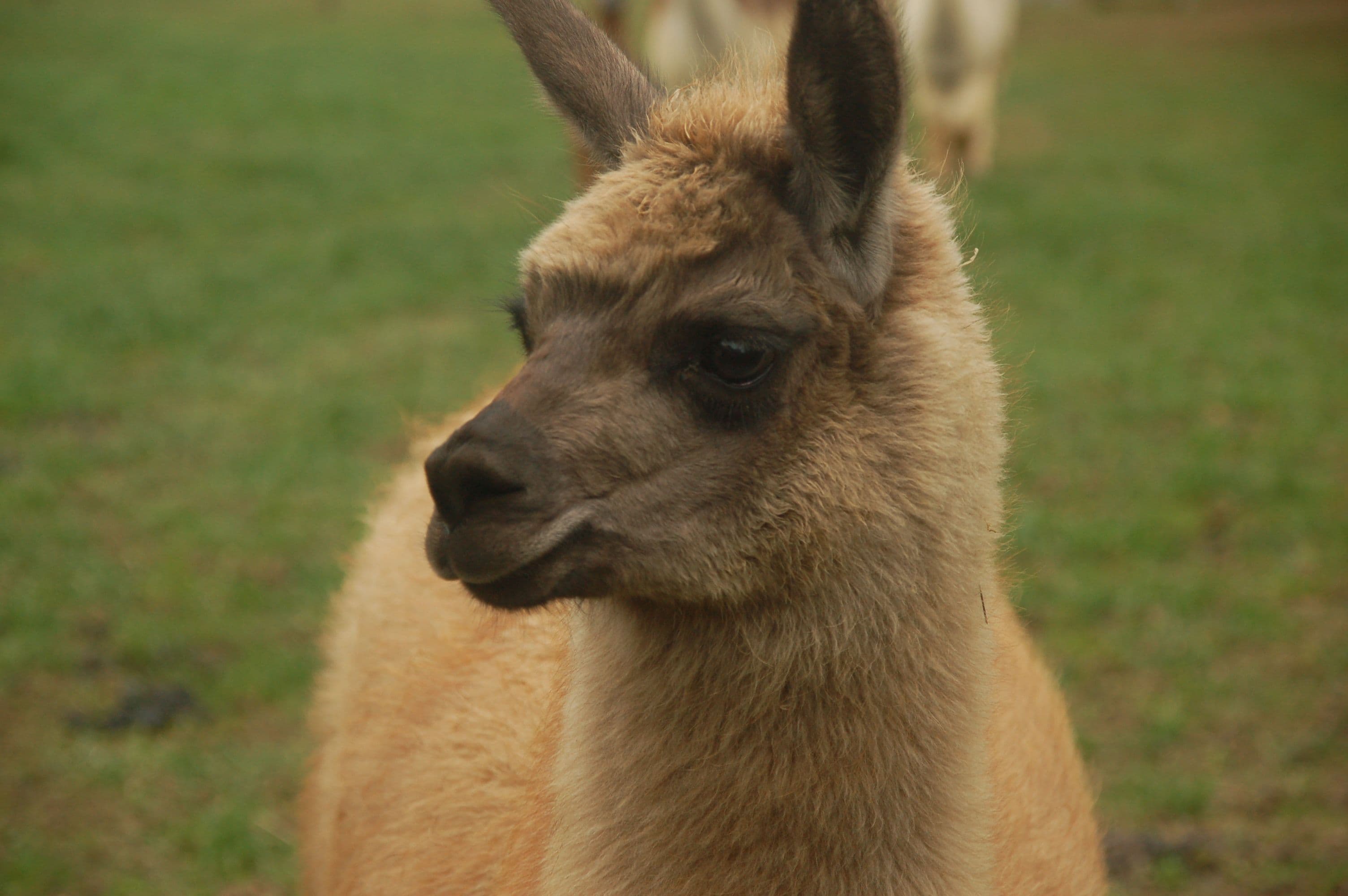 llama